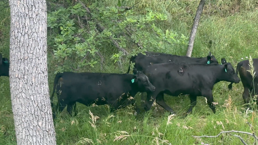 90 - 1000# Black and Baldy Bred heifers; March to early May calvers! BH708A5 - Wyoming